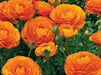 Ranunculus-Mache Orange (PEL Seeds) Persian Buttercups - Caribbean garden seed