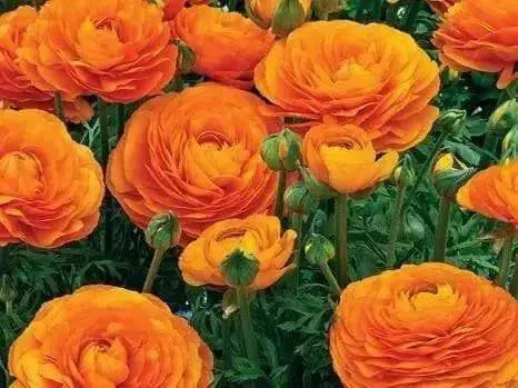 Ranunculus-Mache Orange (PEL Seeds) Persian Buttercups - Caribbean garden seed