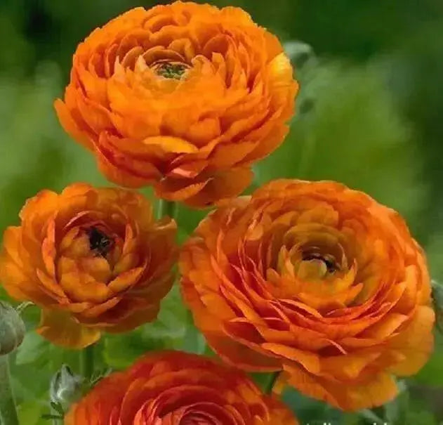 Ranunculus-Mache Orange (PEL Seeds) Persian Buttercups - Caribbean garden seed