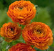 Ranunculus-Mache Orange (PEL Seeds) Persian Buttercups - Caribbean garden seed