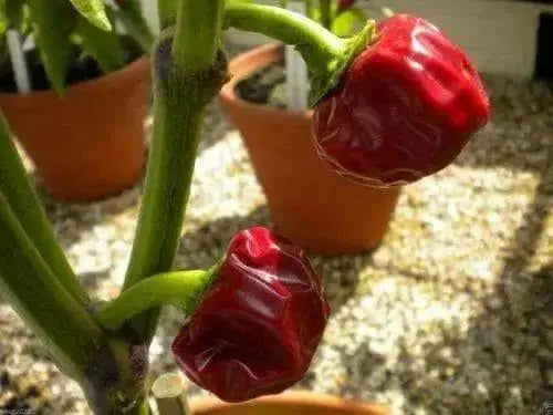 Ramnad Mundu Round, Capsicum annuum, PEPPER Seeds - Caribbean garden seed