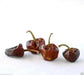 Ramnad Mundu Round, Capsicum annuum, PEPPER Seeds - Caribbean garden seed