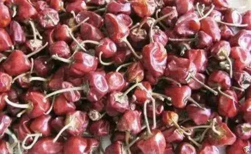Ramnad Mundu Round, Capsicum annuum, PEPPER Seeds - Caribbean garden seed