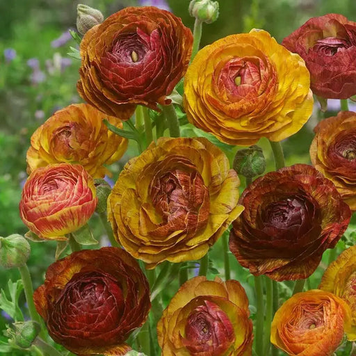 Ranunculus Picotee Cafe ( Bulbs) PERENNIAL,Persian Buttercup - Caribbean garden seed