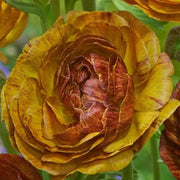 Ranunculus Picotee Cafe ( Bulbs) PERENNIAL,Persian Buttercup - Caribbean garden seed