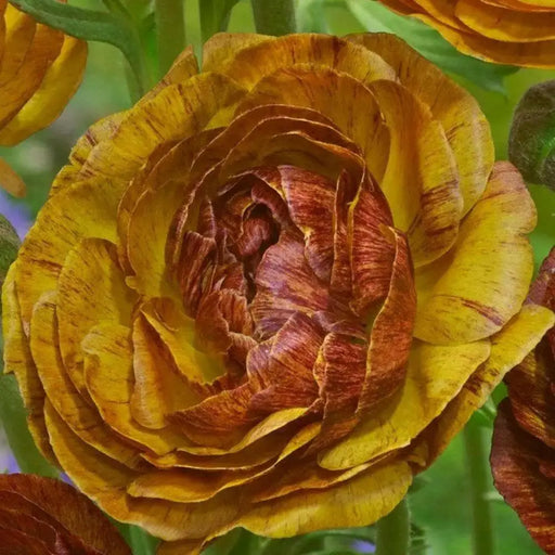 Ranunculus Picotee Cafe ( Bulbs) PERENNIAL,Persian Buttercup - Caribbean garden seed