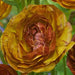 Ranunculus Picotee Cafe ( Bulbs) PERENNIAL,Persian Buttercup - Caribbean garden seed
