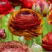 Ranunculus Picotee Cafe ( Bulbs) PERENNIAL,Persian Buttercup - Caribbean garden seed