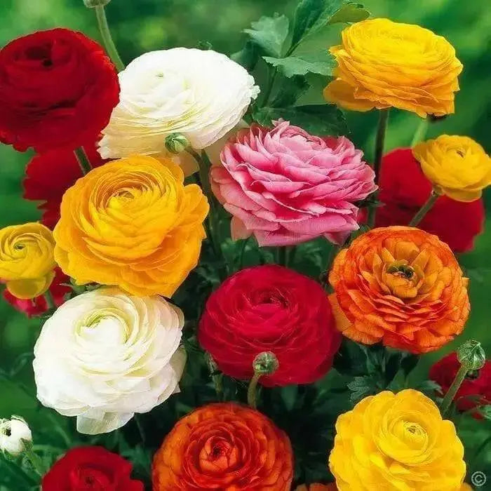 Ranunculus Seeds. Magic Mix  Persian Buttercup ,beautiful annuals. - Caribbean garden seed