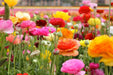 Ranunculus Seeds. Magic Mix  Persian Buttercup ,beautiful annuals. - Caribbean garden seed