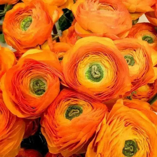 Ranunculus Asiaticus, Orange ( Bulbs) Persian Buttercup - Caribbean garden seed
