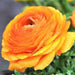 Ranunculus Asiaticus, Orange ( Bulbs) Persian Buttercup - Caribbean garden seed