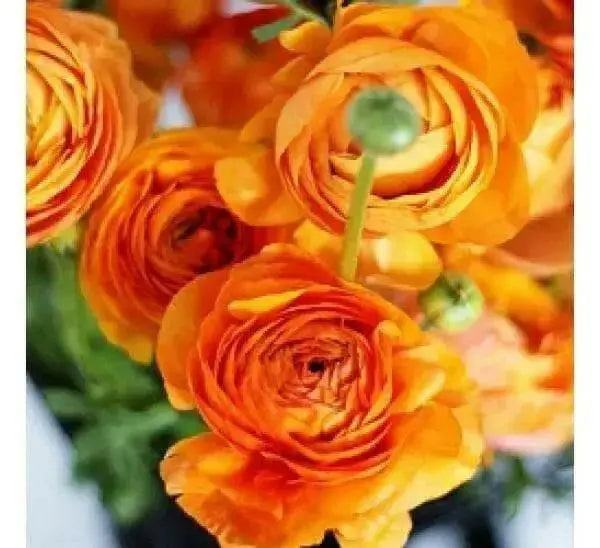 Ranunculus Asiaticus, Orange ( Bulbs) Persian Buttercup - Caribbean garden seed