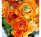 Ranunculus Asiaticus, Orange ( Bulbs) Persian Buttercup - Caribbean garden seed