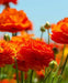 Ranunculus Asiaticus, Orange ( Bulbs) Persian Buttercup - Caribbean garden seed
