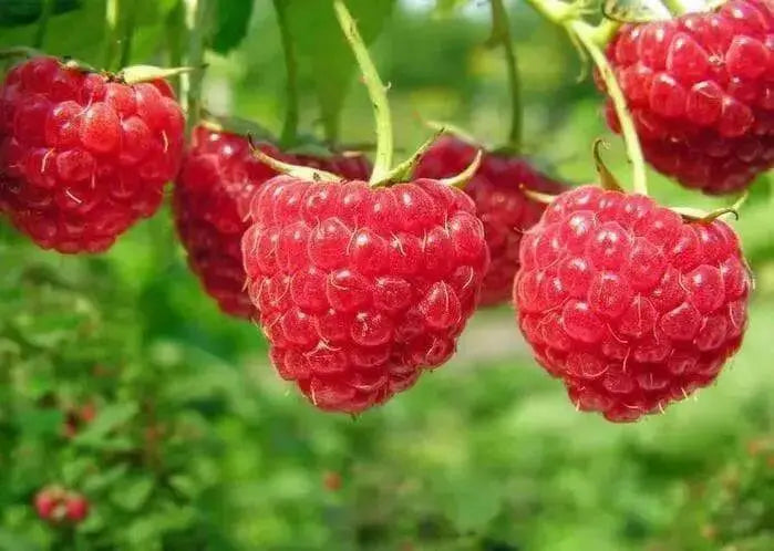 Raspberries RED Raspberry Seeds , perennial Fruit VINE - Caribbean garden seed