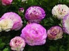 Ranunculus-Mache Bicolor (PEL Seeds) Persian Buttercups - Caribbean garden seed