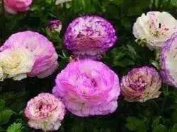 Ranunculus-Mache Bicolor (PEL Seeds) Persian Buttercups - Caribbean garden seed