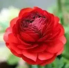 Ranunculus Asiaticus, Red ( Bulbs) Persian Buttercup - Caribbean garden seed