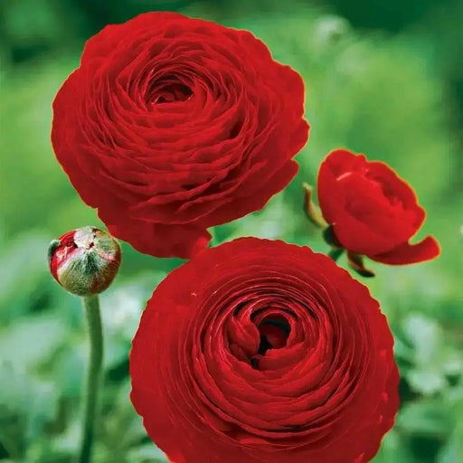 Ranunculus Asiaticus, Red ( Bulbs) Persian Buttercup - Caribbean garden seed