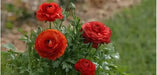 Ranunculus Asiaticus, Red ( Bulbs) Persian Buttercup - Caribbean garden seed
