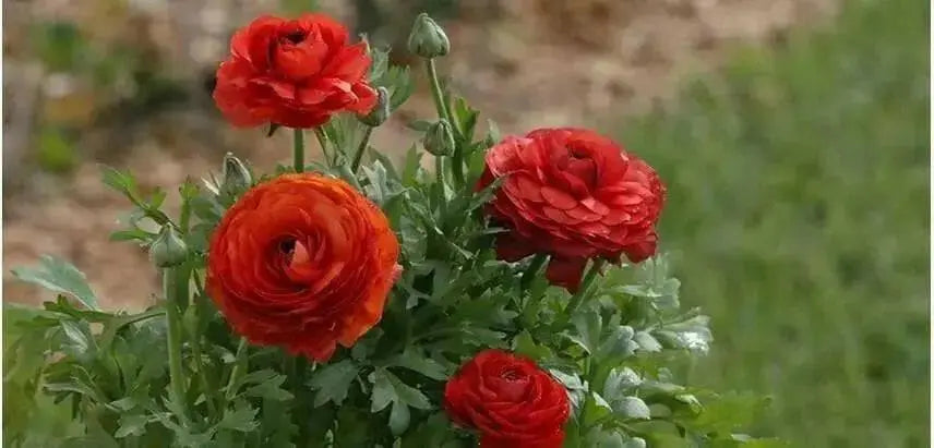 Ranunculus Asiaticus, Red ( Bulbs) Persian Buttercup - Caribbean garden seed