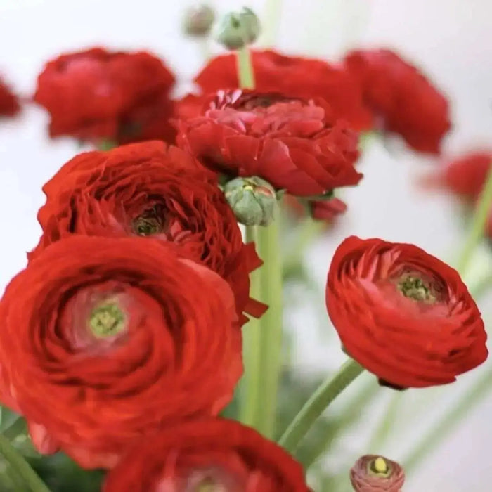 Ranunculus Asiaticus, Red ( Bulbs) Persian Buttercup - Caribbean garden seed