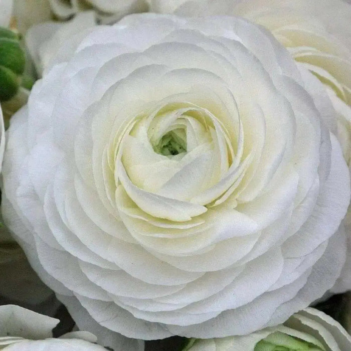 Ranunculus Asiaticus, White ( Bulbs) Persian Buttercup - Caribbean garden seed