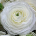 Ranunculus Asiaticus, White ( Bulbs) Persian Buttercup - Caribbean garden seed