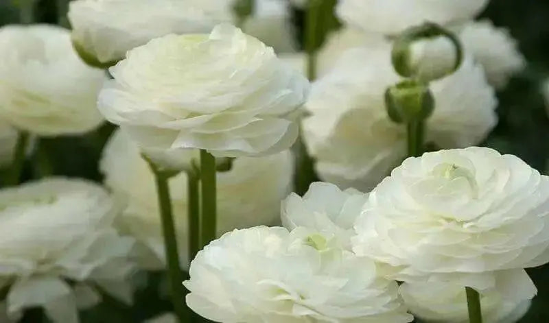 Ranunculus Asiaticus, White ( Bulbs) Persian Buttercup - Caribbean garden seed