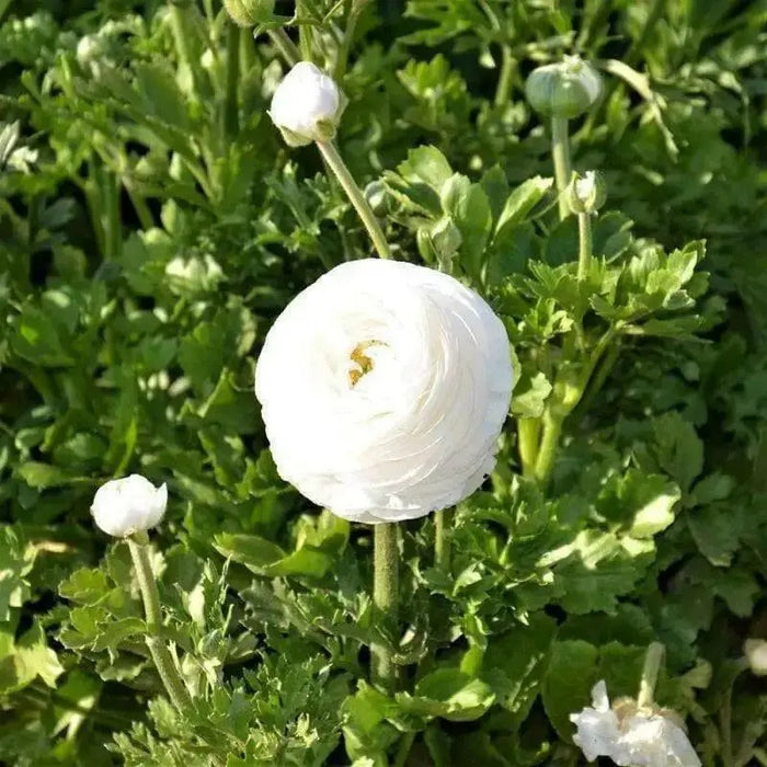Ranunculus Asiaticus, White ( Bulbs) Persian Buttercup - Caribbean garden seed