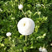 Ranunculus Asiaticus, White ( Bulbs) Persian Buttercup - Caribbean garden seed