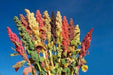 Quinoa plant Seeds - Chenopodium quinoa - Brightest Brilliant Rainbow - Caribbean garden seed