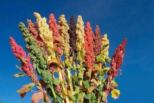 Quinoa plant Seeds - Chenopodium quinoa - Brightest Brilliant Rainbow - Caribbean garden seed