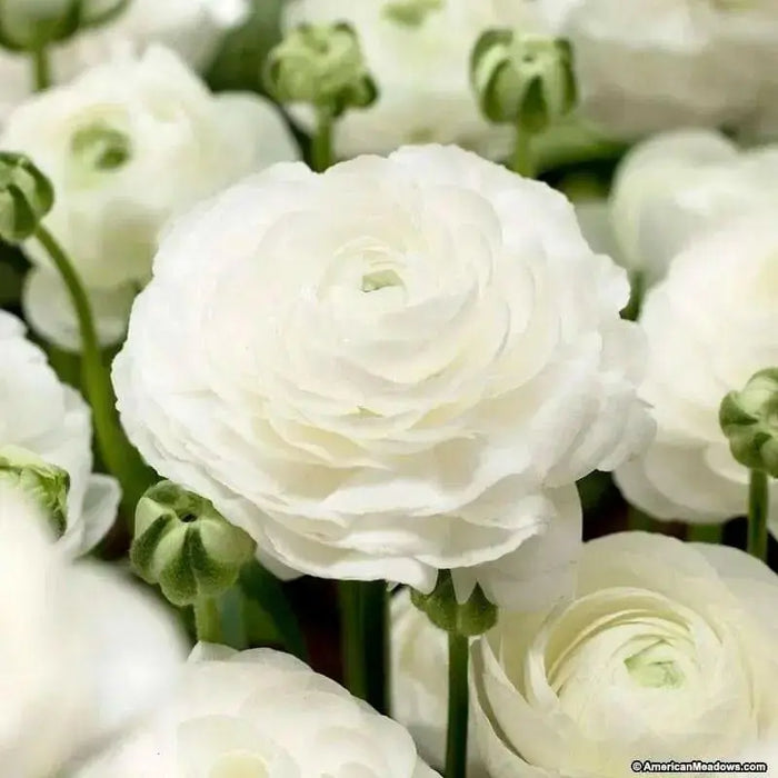 Ranunculus Asiaticus, White ( Bulbs) Persian Buttercup - Caribbean garden seed
