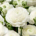 Ranunculus Asiaticus, White ( Bulbs) Persian Buttercup - Caribbean garden seed