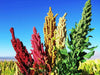 Quinoa plant Seeds - Chenopodium quinoa - Brightest Brilliant Rainbow - Caribbean garden seed