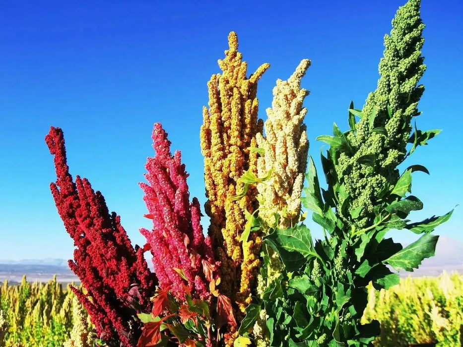 Quinoa plant Seeds - Chenopodium quinoa - Brightest Brilliant Rainbow - Caribbean garden seed
