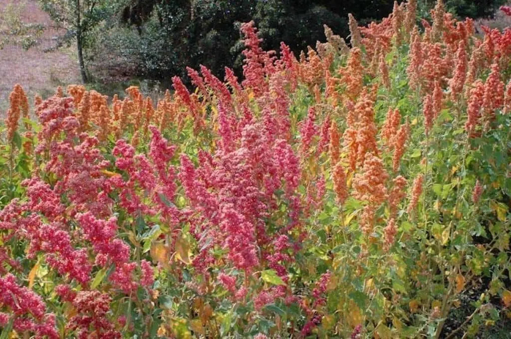 Quinoa plant Seeds - Chenopodium quinoa - Brightest Brilliant Rainbow - Caribbean garden seed