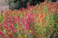 Quinoa plant Seeds - Chenopodium quinoa - Brightest Brilliant Rainbow - Caribbean garden seed