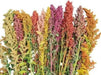Quinoa plant Seeds - Chenopodium quinoa - Brightest Brilliant Rainbow - Caribbean garden seed