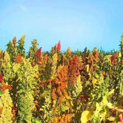Quinoa plant Seeds - Chenopodium quinoa - Brightest Brilliant Rainbow - Caribbean garden seed