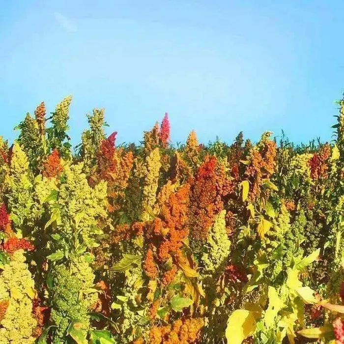 Quinoa plant Seeds - Chenopodium quinoa - Brightest Brilliant Rainbow - Caribbean garden seed