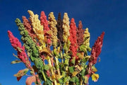 Quinoa plant Seeds - Chenopodium quinoa - Brightest Brilliant Rainbow - Caribbean garden seed