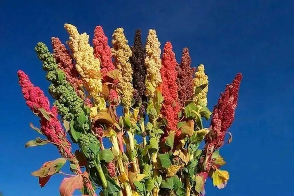 Quinoa plant Seeds - Chenopodium quinoa - Brightest Brilliant Rainbow - Caribbean garden seed
