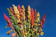 Quinoa plant Seeds - Chenopodium quinoa - Brightest Brilliant Rainbow - Caribbean garden seed