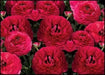 Ranunculus-Mache Rose (PEL Seeds) Persian Buttercups - Caribbean garden seed