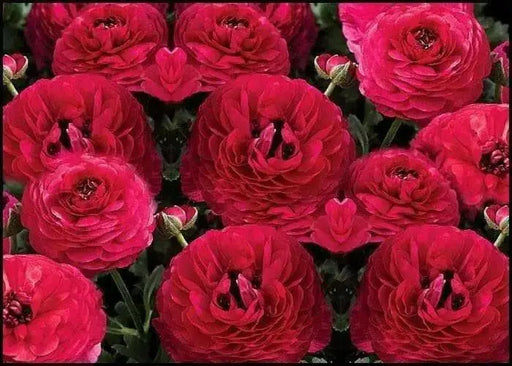 Ranunculus-Mache Rose (PEL Seeds) Persian Buttercups - Caribbean garden seed