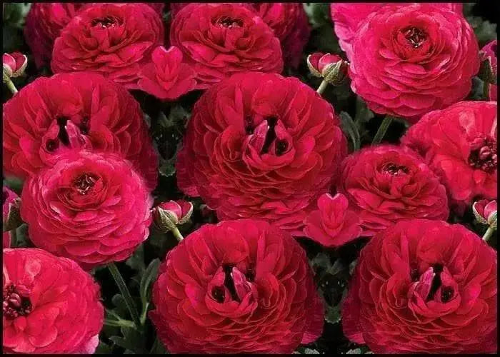 Ranunculus-Mache Rose (PEL Seeds) Persian Buttercups - Caribbean garden seed