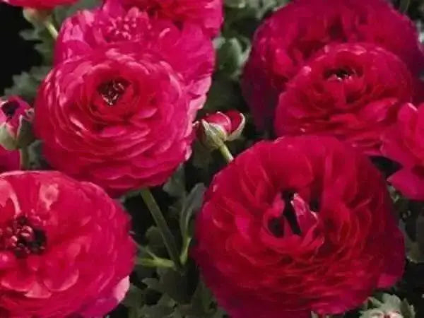 Ranunculus-Mache Rose (PEL Seeds) Persian Buttercups - Caribbean garden seed